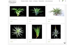 Shop.Tillandsia.it